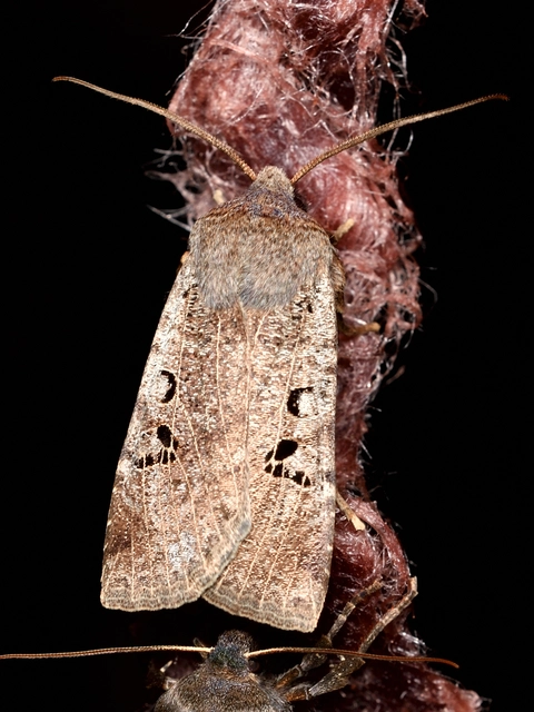 Conistra rubiginosa - szürke télibagoly