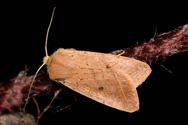 Leptologia macilenta - gyertyán-őszibagoly