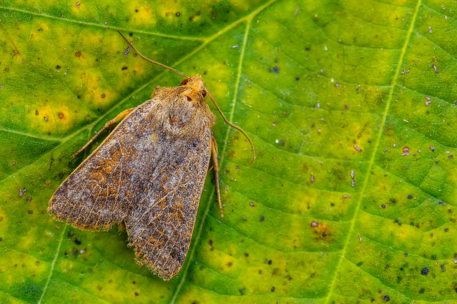 Anchoscelis nitida - rozsdabarna őszibagoly
