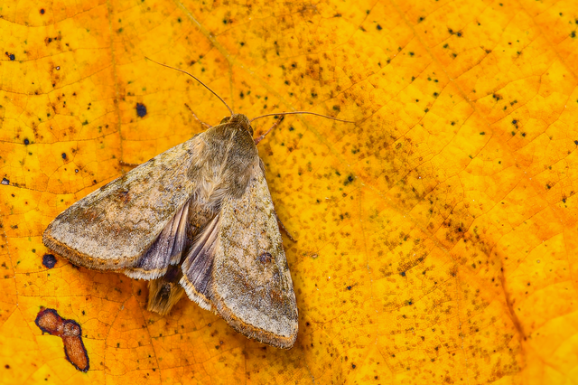 Helicoverpa armigera - kukorica-veteménybagoly
