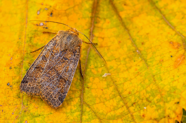 Anchoscelis nitida - rozsdabarna őszibagoly