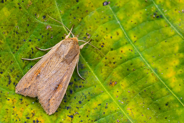 Mythimna unipuncta - hordabagoly