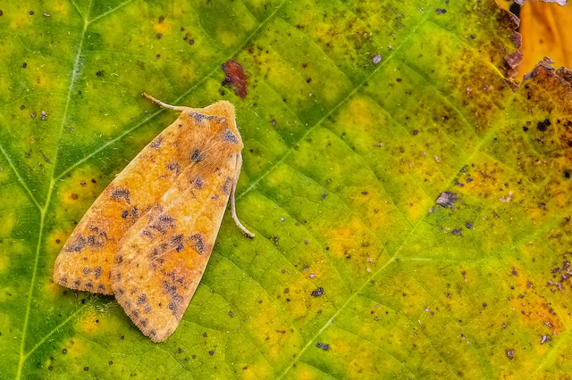 Cirrhia gilvago - foltos sárgabagoly