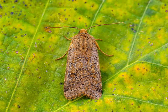 Anchoscelis nitida - rozsdabarna őszibagoly