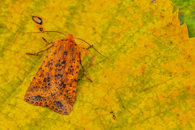 Conistra rubiginea - vörös őszibagoly