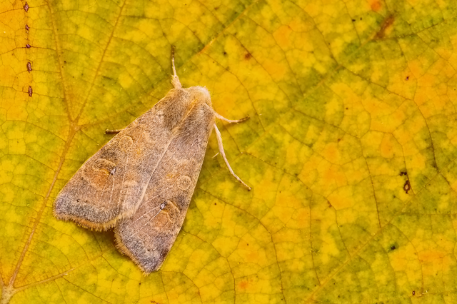 Cirrhia ocellaris - fakó sárgabagoly
