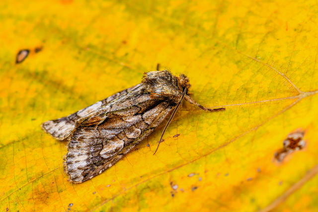 Allophyes oxyacanthae - galagonyabagoly