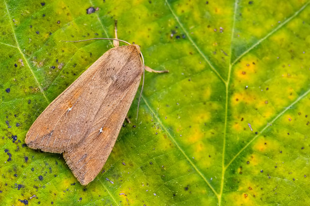 Mythimna unipuncta - hordabagoly