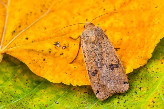Noctua pronuba - nagy sárgafűbagoly
