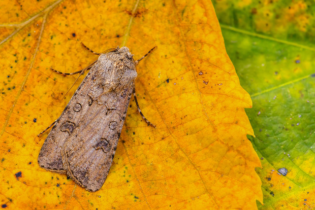 Agrotis segetum - vetési földibagoly