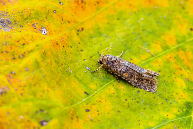 Spodoptera exigua - apró jegyesbagoly