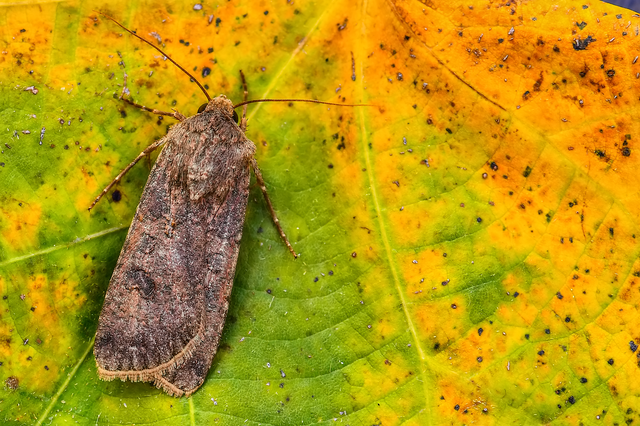 Agrotis segetum - vetési földibagoly