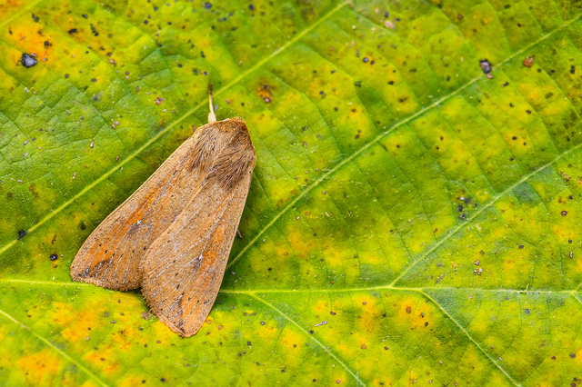 Mythimna unipuncta - hordabagoly