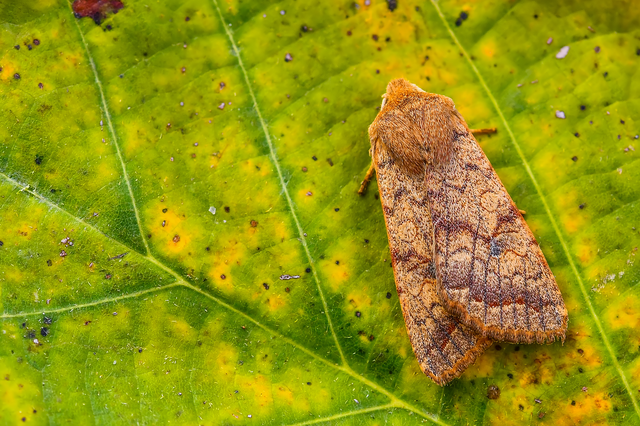 Sunira circellaris - okkersárga őszibagoly