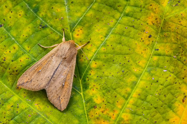 Mythimna unipuncta - hordabagoly