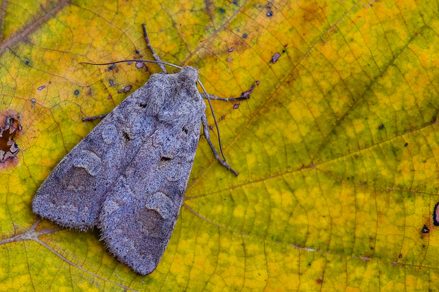 Ammoconia caecimacula - szürke őszibagoly