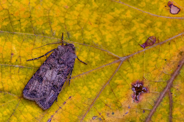 Agrotis segetum - vetési földibagoly