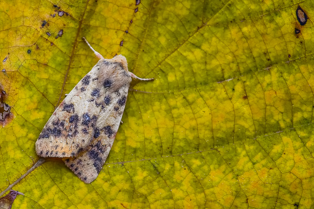 Cirrhia gilvago - foltos sárgabagoly