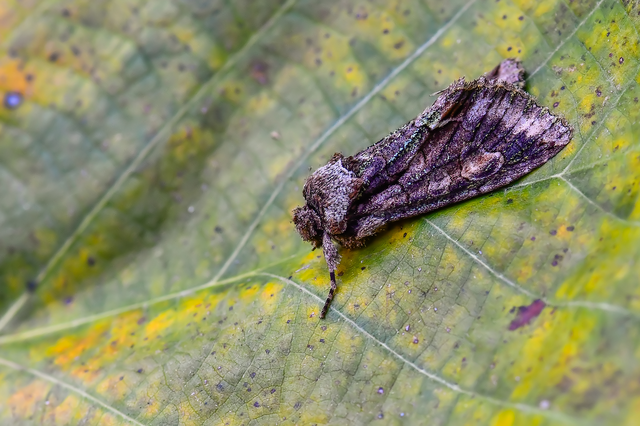Allophyes oxyacanthae - galagonyabagoly