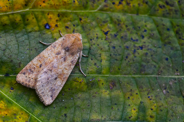 Cirrhia gilvago - foltos sárgabagoly