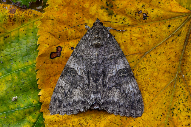 Catocala nupta - piros övesbagoly