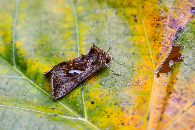 Macdunnoughia confusa - cseppfoltos ezüstbagoly