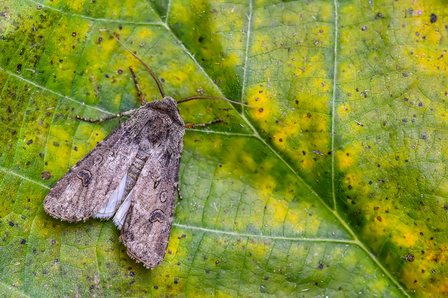 Agrotis segetum - vetési földibagoly