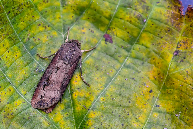Agrotis ipsilon - nagy földibagoly