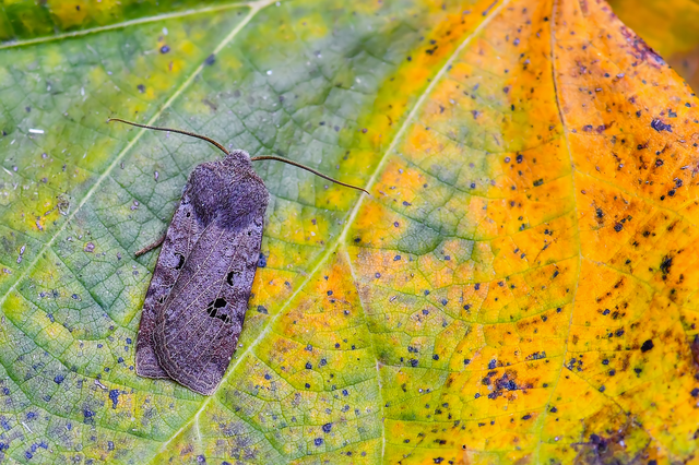 Conistra rubiginosa - szürke télibagoly