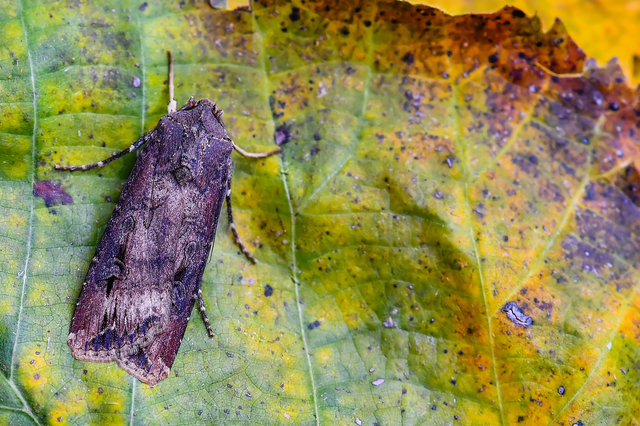 Agrotis ipsilon - nagy földibagoly
