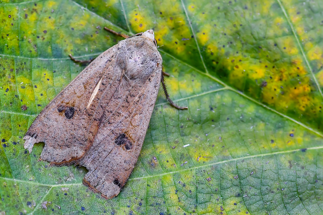 Noctua pronuba - nagy sárgafűbagoly
