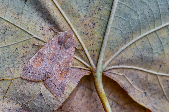 Cirrhia ocellaris - fakó sárgabagoly