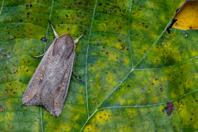 Mythimna unipuncta - hordabagoly