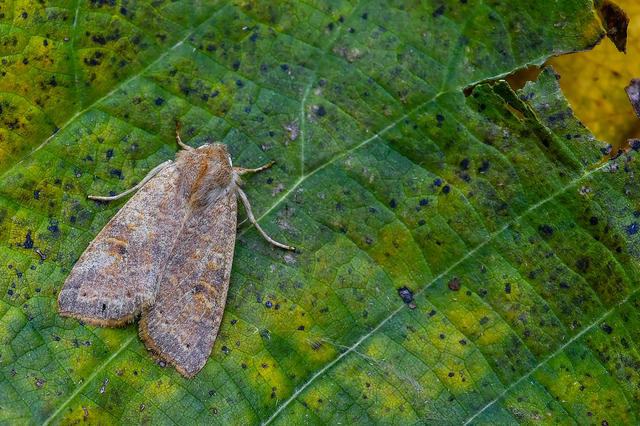 Cirrhia ocellaris - fakó sárgabagoly