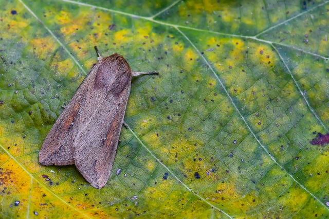 Mythimna unipuncta - hordabagoly