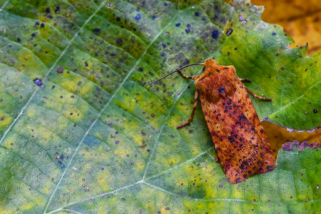Conistra rubiginea - vörös őszibagoly