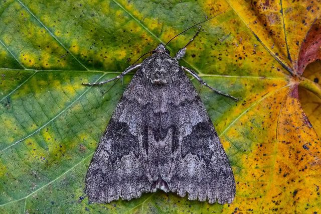 Catocala nupta - piros övesbagoly