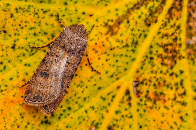 Agrotis segetum - vetési földibagoly