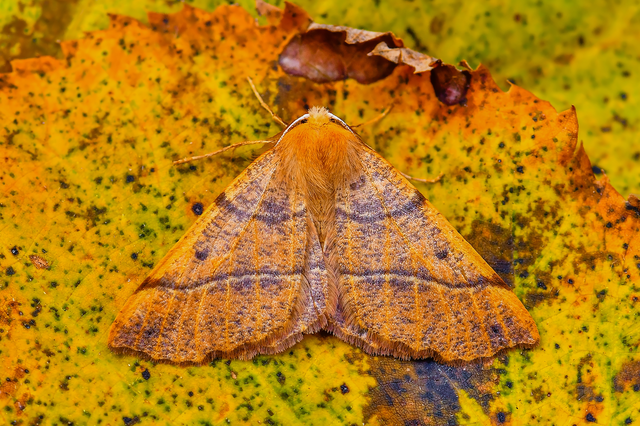 Colotois pennaria - tollascsápú araszoló