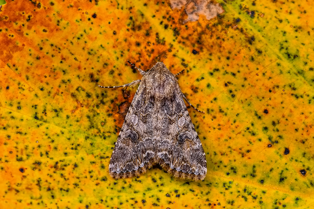 Hadula trifolii - lóherebagoly