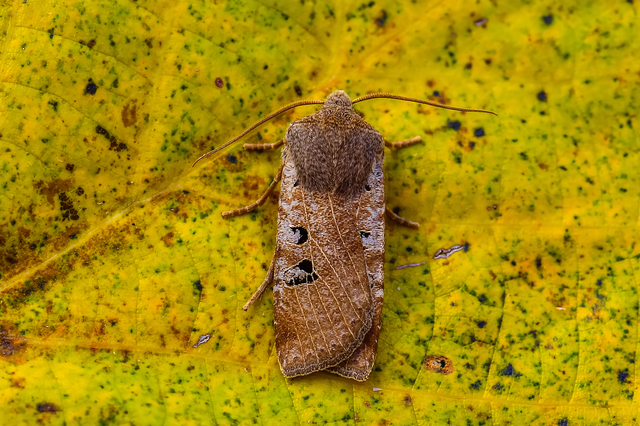 Conistra rubiginosa - szürke télibagoly