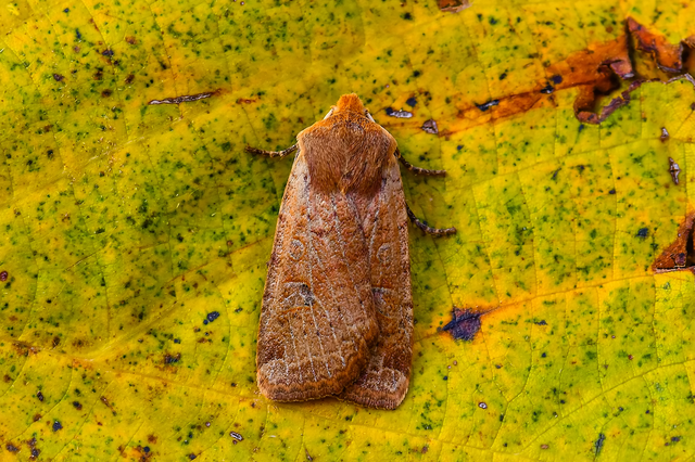 Conistra erythrocephala - vörösfejű őszibagoly