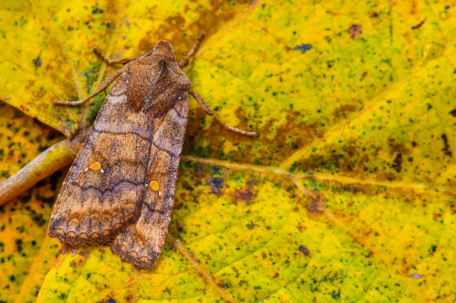 Eupsilia transversa - holdacskás télibagoly