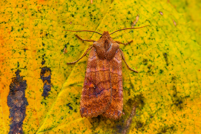 Eupsilia transversa - holdacskás télibagoly