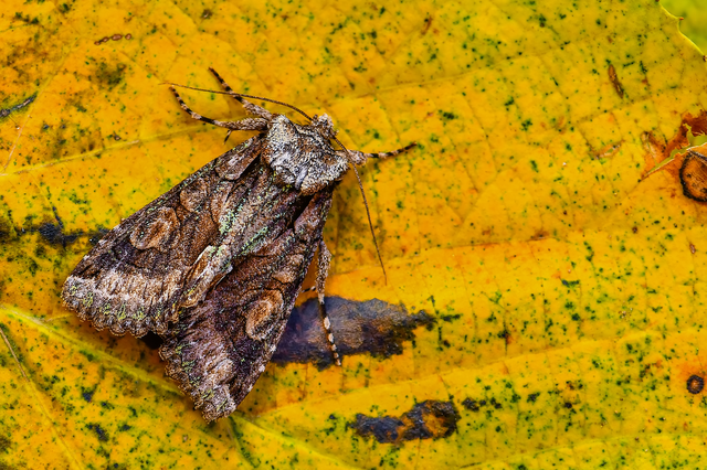 Allophyes oxyacanthae - galagonyabagoly