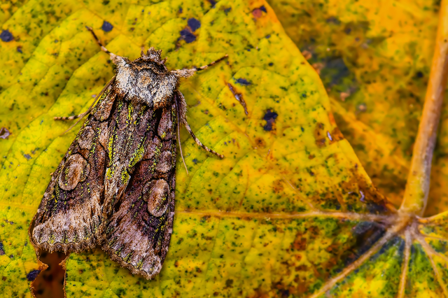 Allophyes oxyacanthae - galagonyabagoly