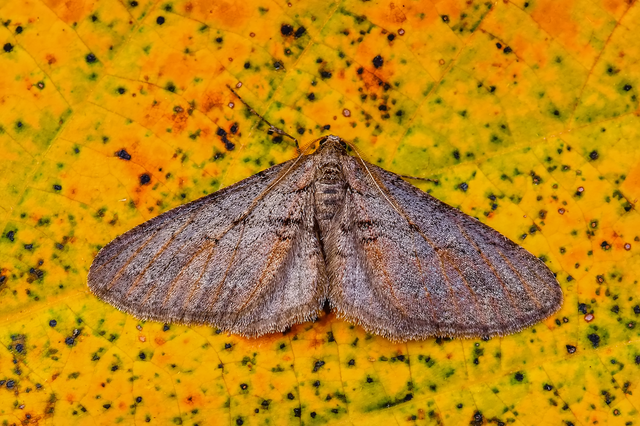 Agriopis bajaria - kökény-téliaraszoló