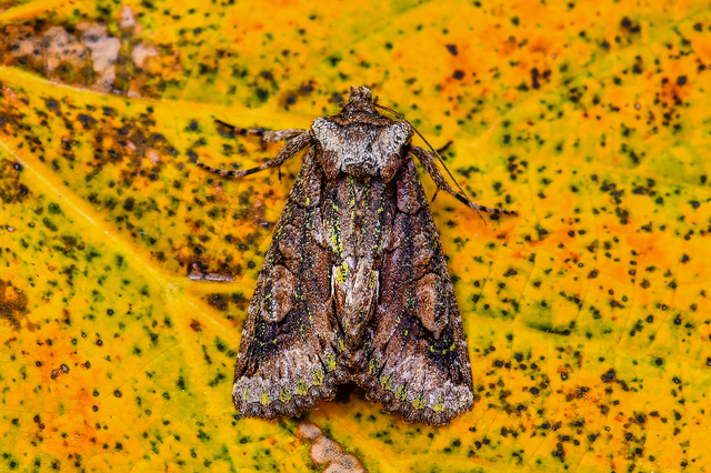 Allophyes oxyacanthae - galagonyabagoly