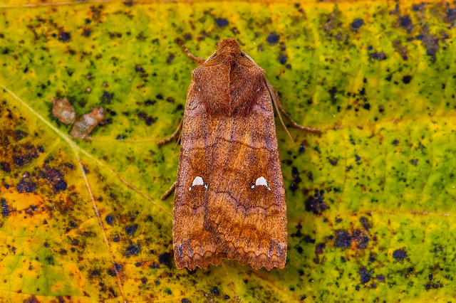 Eupsilia transversa - holdacskás télibagoly