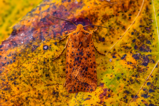 Conistra rubiginea - vörös őszibagoly